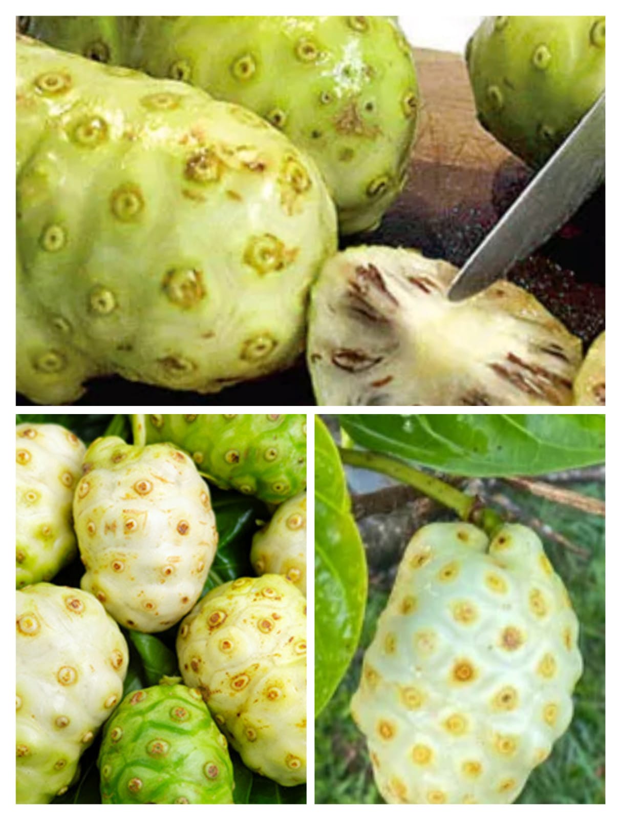 Pace atau Mengkudu  (Morinda Citrifolia)