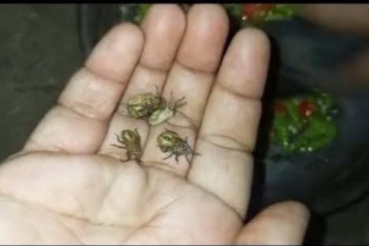 screenshot postingan instagram @wonogirikita