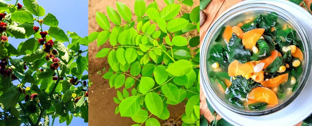 Kolase Daun Katuk dan Olahan Sayur Bening.