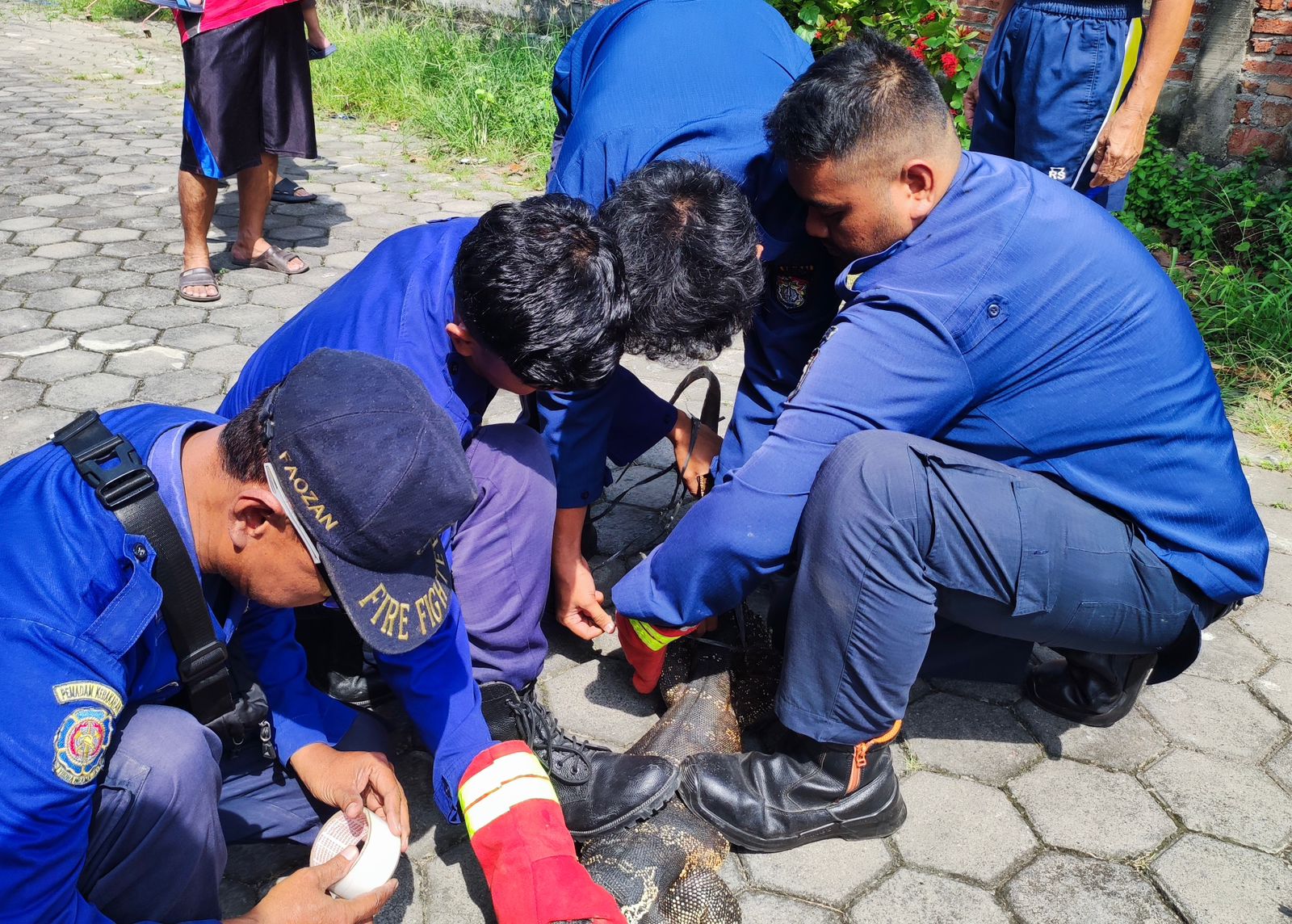 Penanganan biawak sepanjang 1,5 meter yang masuk ke pekarangan warga di Kelurahan Langenharjo, Rabu (1/5/2024). DEVI KHOFIFATUR RIZQI/ JAWA POS RADAR SEMARANG