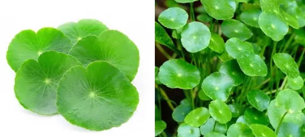 Kolase gambar Pegagan