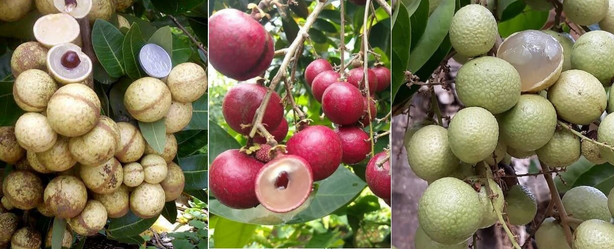 Kolase jenis kelengkeng dari Kelengkeng Matalda (Kelengkeng Hawa), Kelengkeng Merah dan Kelengkeng Aroma Durian.