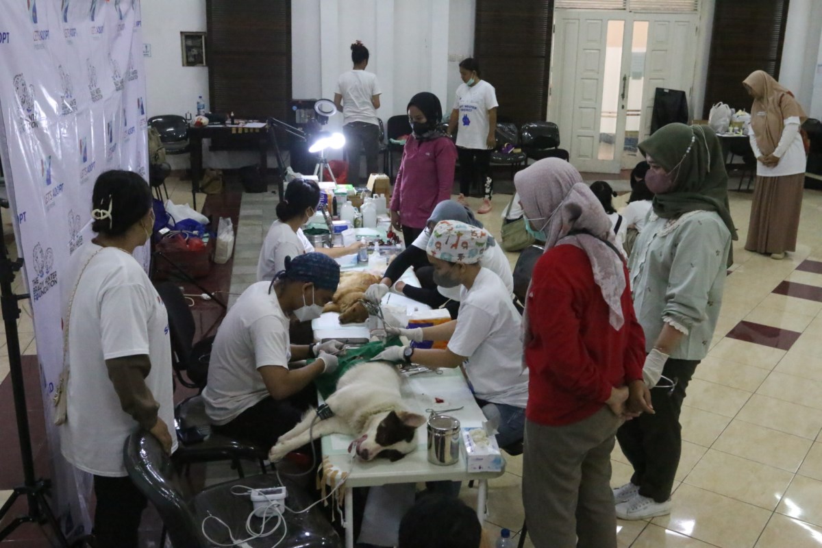 Sterilisasi dan vaksinasi anjing dan kucing di Drh Nugroho Animal Center, Jalan Imam Bonjol No.184, Sekayu, Semarang Tengah, Jumat (10/5). NUR CHAMIM/JAWA POS RADAR SEMARANG
