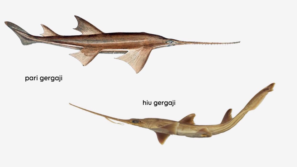 Ilustrasi : Perbedaan antara Hiu Gergaji dan Pari Gergaji