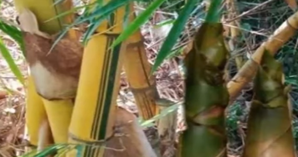 Rebung Bambu Kuning yang menyimpan banyak manfaat.
