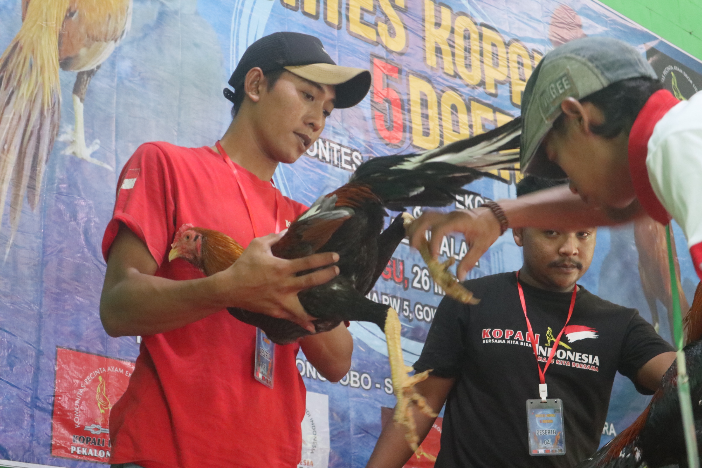 Proses penilaian yang dilakukan oleh para juri pada kontes ayam ekor lidi