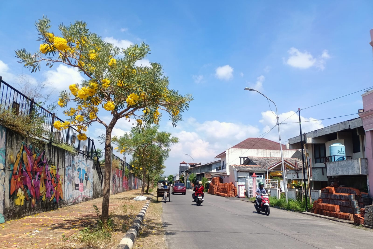 Bunga Tabebuya di sepanjang Jalan Barito, Semarang Timur mulai mekar, Selasa (28/5). FIGUR RONGGO WASSALIM/JAWA POS RADAR SEMARANG