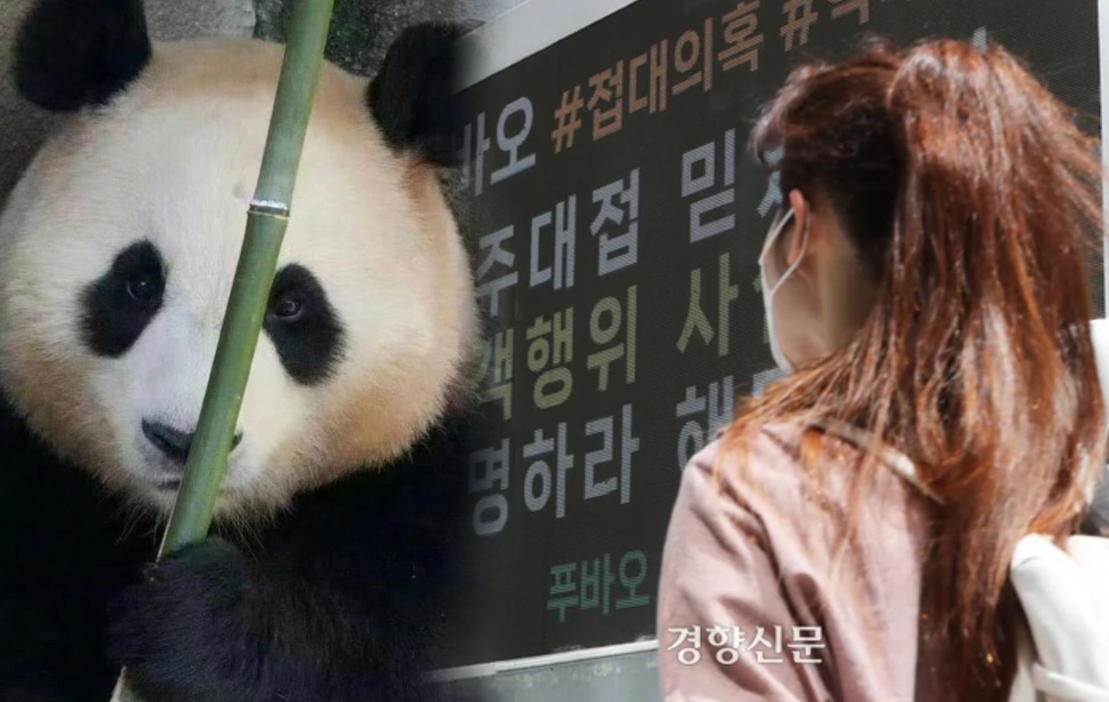 Potret Panda Fu Bao dan Potret Pengunjuk Rasa di Myeongdong