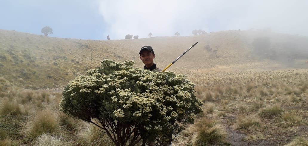 Bunga Edelweis yang mekar di bukit Teletubbies Gunung Merbabu via Selo