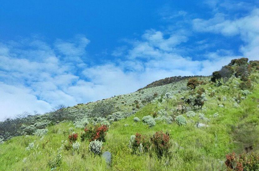 Padang bunga Edelweis menuju Puncak Gunung Sindoro