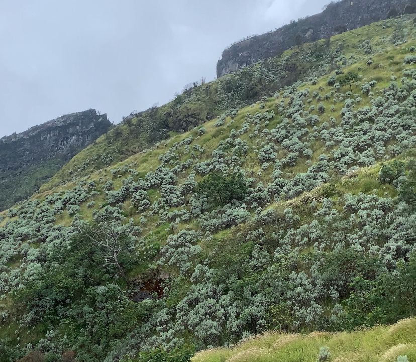 Taman bunga Edelweis menuju puncak Gunung Sumbing via Garung setelah Camp Area 2