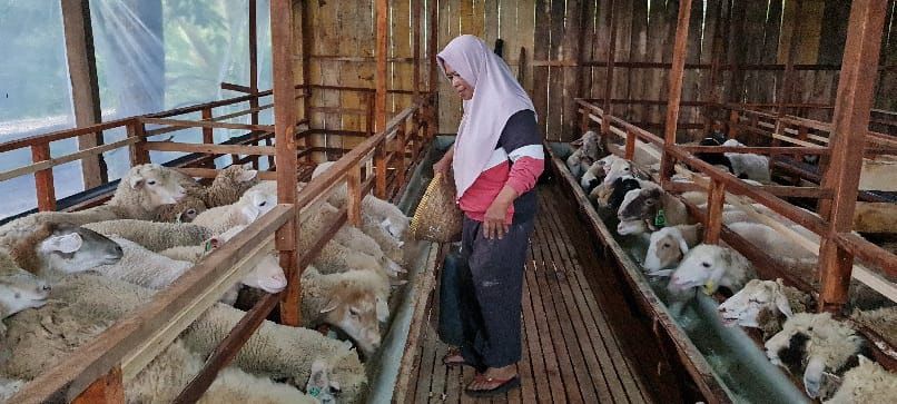 Lina, 57, wanita tangguh asal Kabupaten Kendal, Jawa Tengah, yang sukses mengembangkan bisnis ternak kambing.