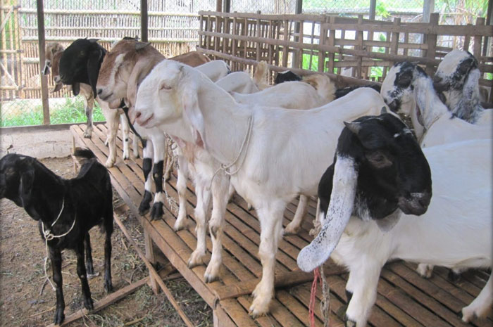 Kambing qurban selalu identik dengan Perayaan Hari Raya Idul Adha.
