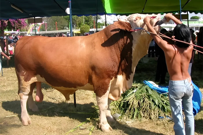 Hewan qurban Sapi.