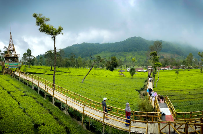 Area Kebun Teh Tambi, salah satu explorasi wisata alam di Sapuran Kepil, Kabupaten Wonosobo, Jawa Tengah.