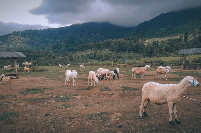 Peternakan kambing, persiapan untuk berqurban.