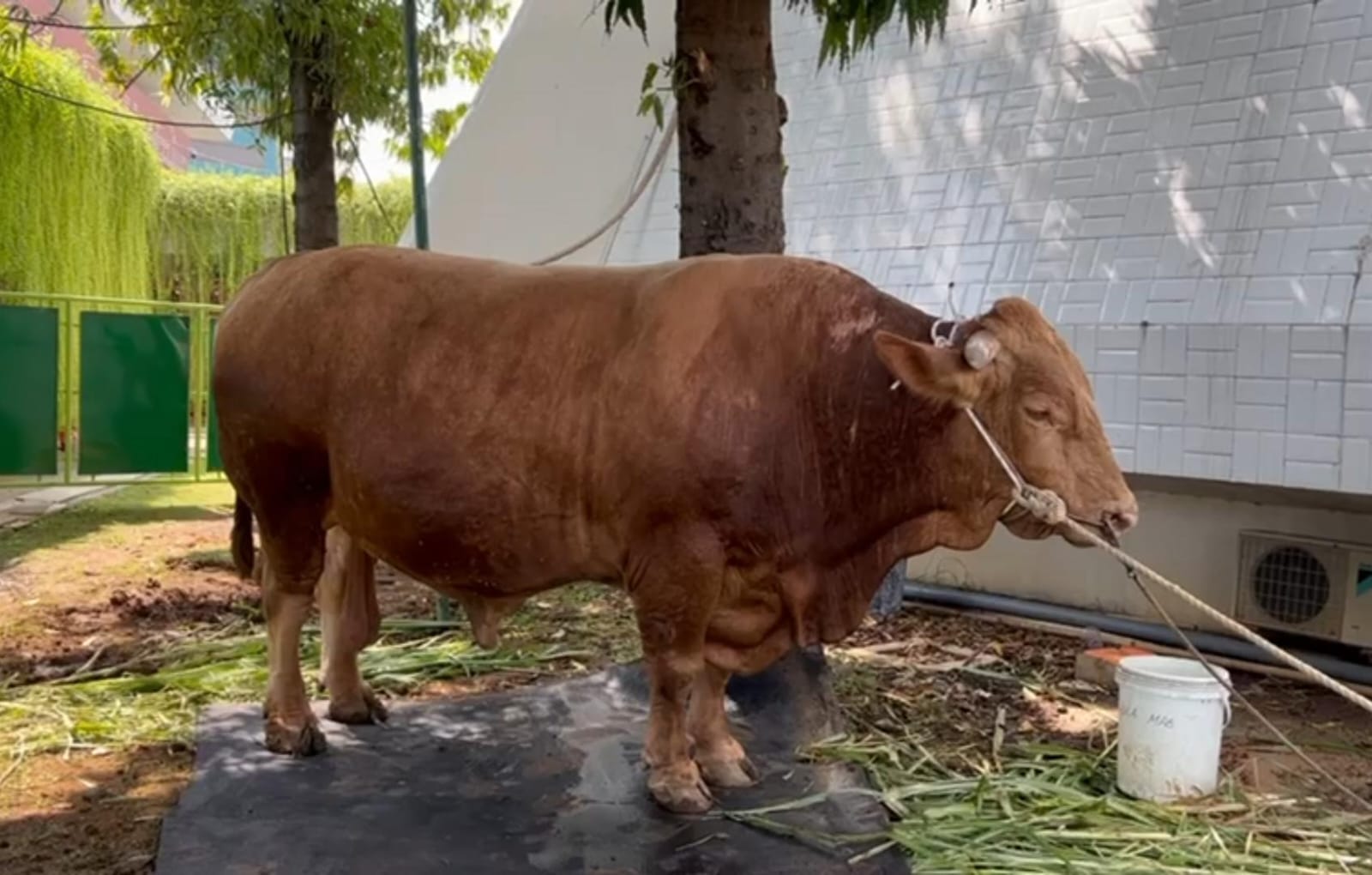 Sapi limousin seberat 1,250 ton dari Presiden Jokowi telah tiba di Masjid Baiturrahman. KHAFIFAH ARINI PUTRI/JAWA POS RADAR SEMARANG