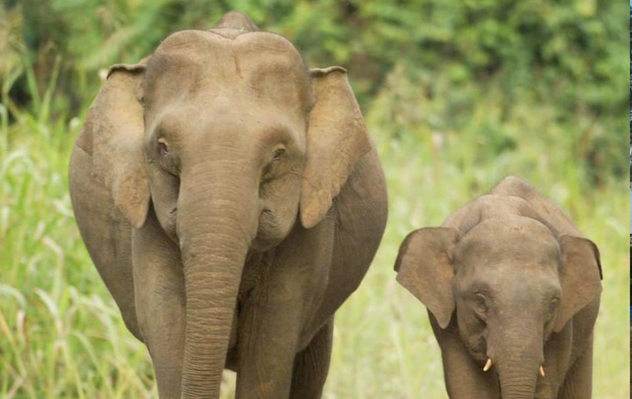 Potret Gajah Kerdil Kalimantan, Spesies Gajah Terkecil di Dunia