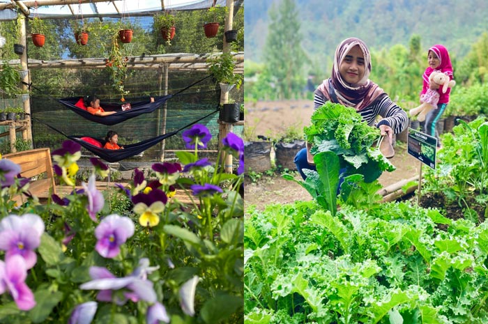 Liburan asyik dan edukatif di Herbalisme Organic Greenhouse yang memiliki kebun organik di Kabupaten Semarang.