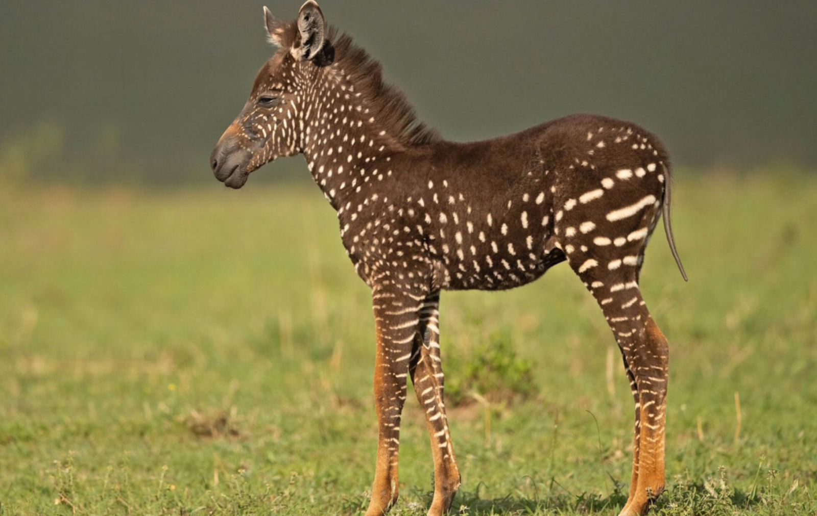 Potret Tira, Zebra Polkadot di Masa Marai Kenya