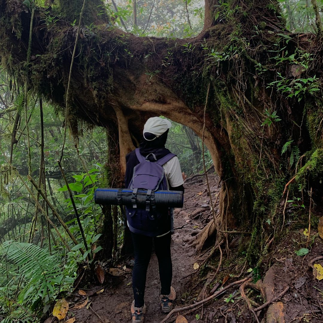 Salah satu spot foto di pohon unik di jalur pendakian Gunung Kembang