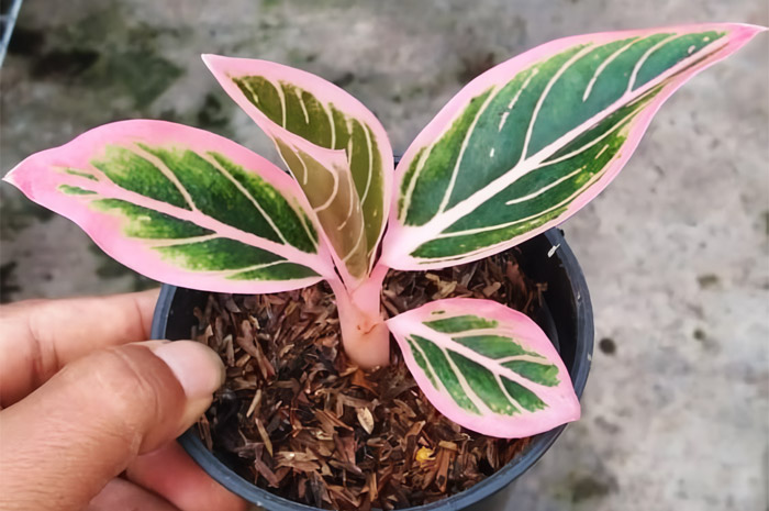 tanaman hias Aglonema.