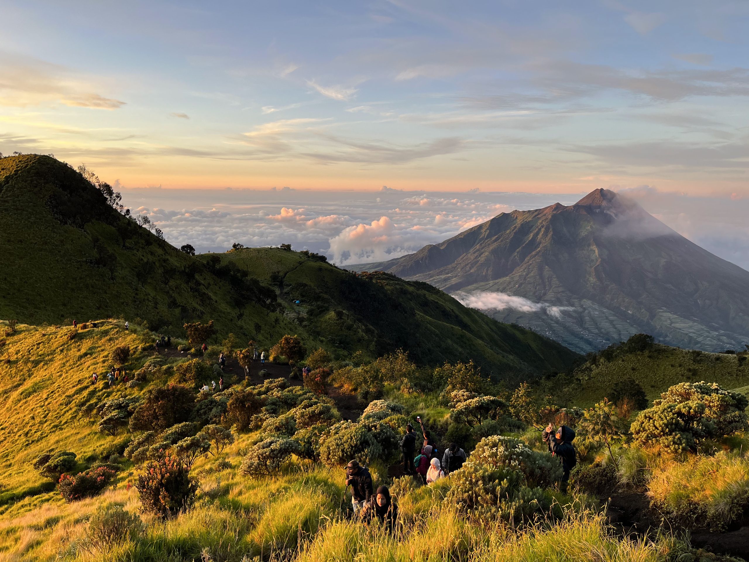 Melihat Hamparan Bunga Edelweiss Dengan Disinari Matahari Pagi di Puncak Merbabu/wisato.id