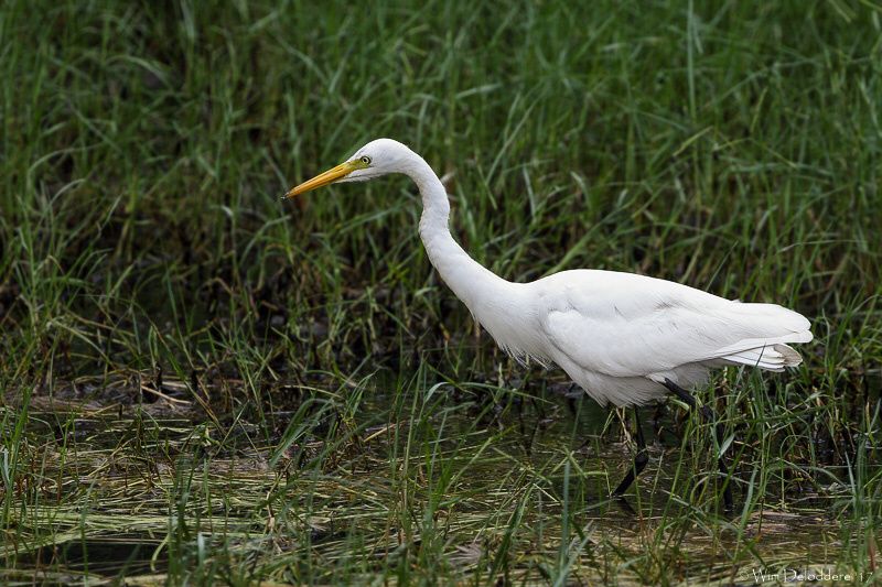 Burung khas Semarang
