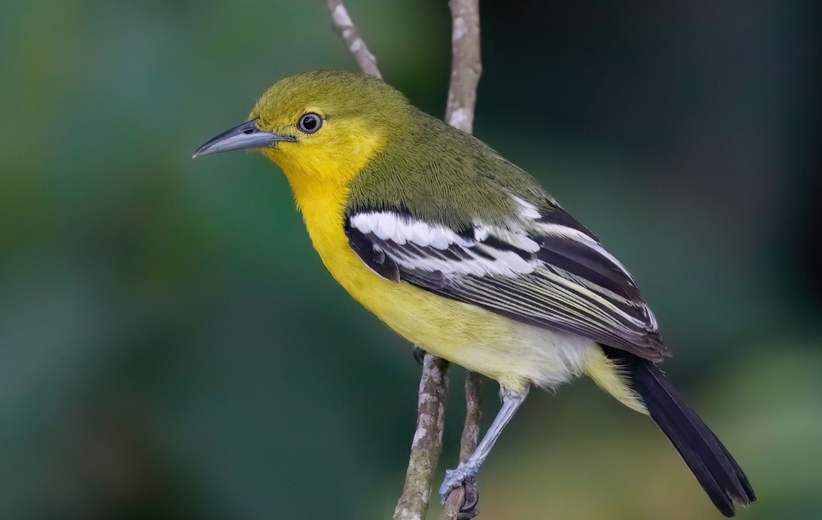 Burung Khas Kabupaten Semarang Aegithina Tiphia