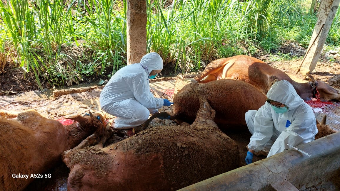 AMBIL SAMPEL : Petugas Dispertan Kota Semarang, mengambil sampel lima sapi yang mati di Kelurahan Cepoko, Gunungpati