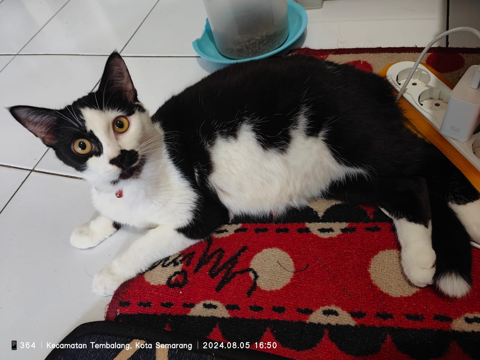 Illustrasi, Kucing peliharaan warga Tembalang, Semarang.
