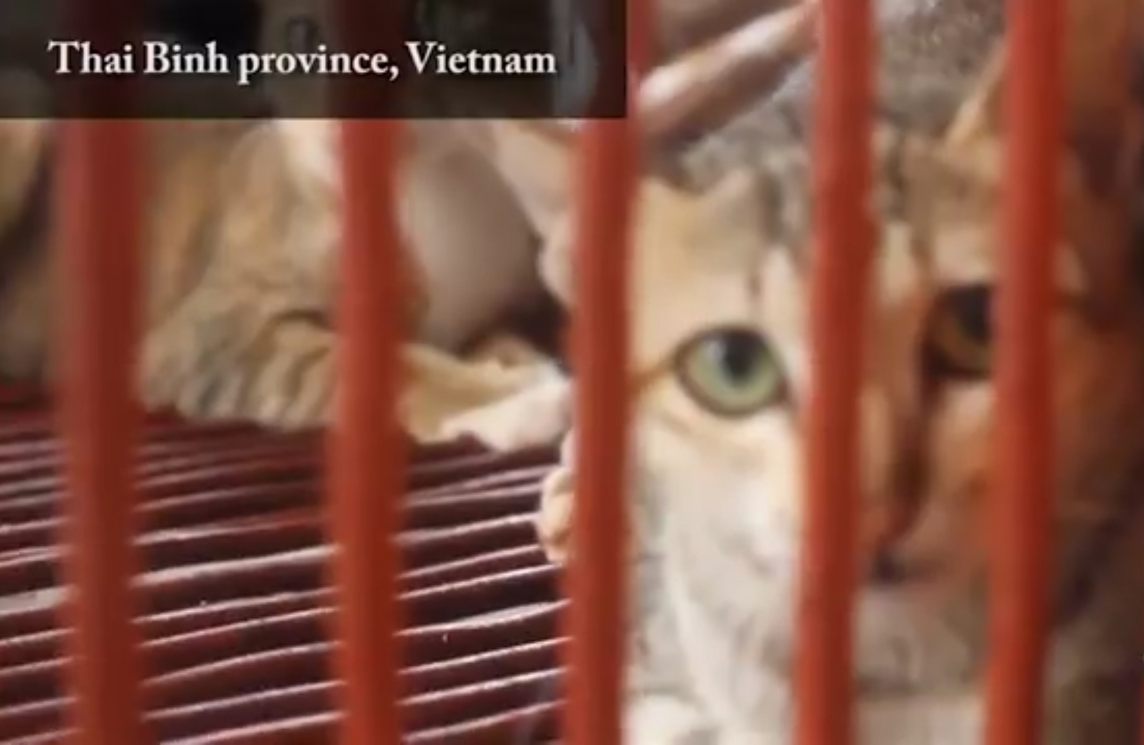 Potret kucing di Vietnam yang dijualbelikan sebagai daging konsumsi.