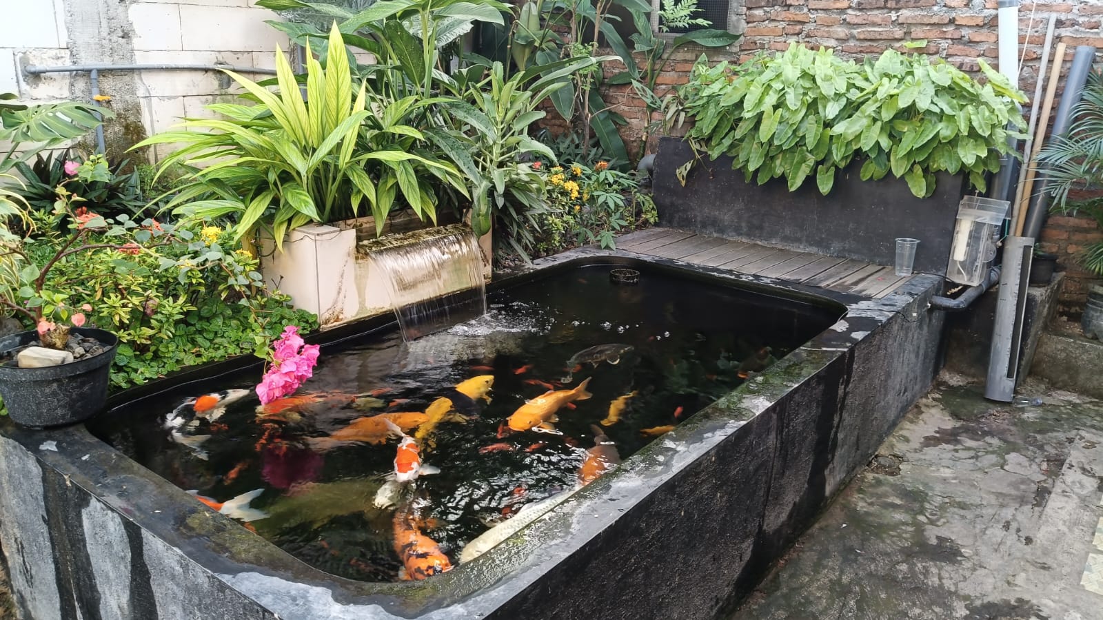 Salah satu contoh kolam yang memanfaatkan tanaman air sebagai filter alami dan penambah kadar oksigen untuk kolam ikan yang sehat.