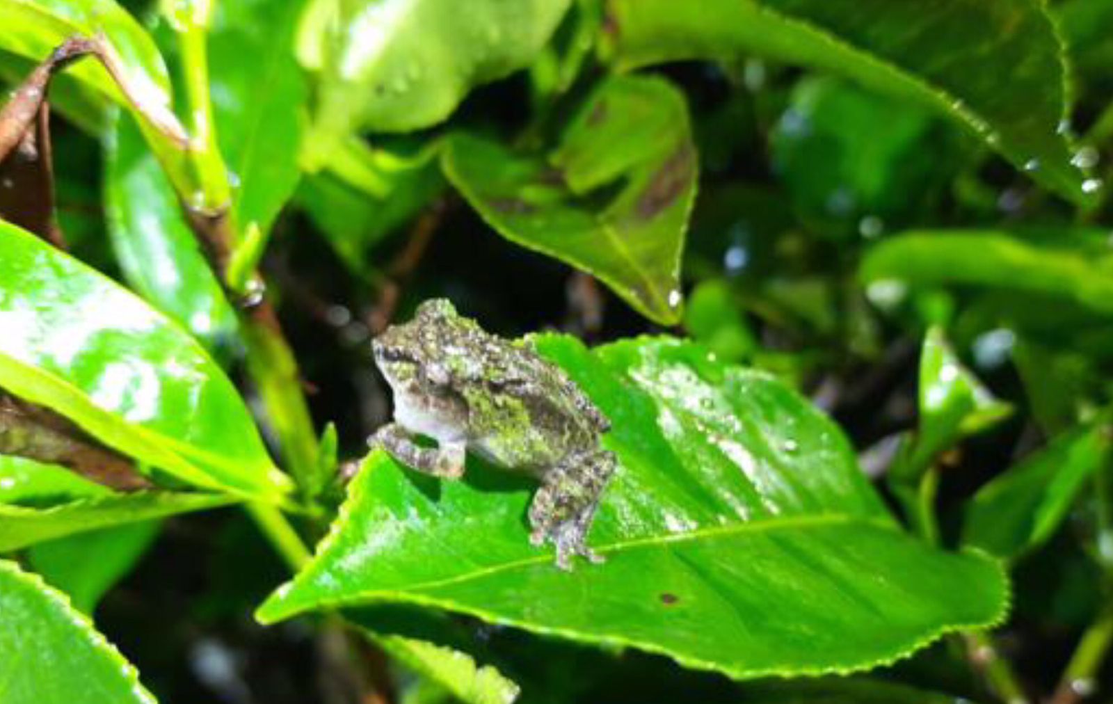 Potret Katak Pohon Jacobson yang hanya ditemukan di Gunung Ungaran