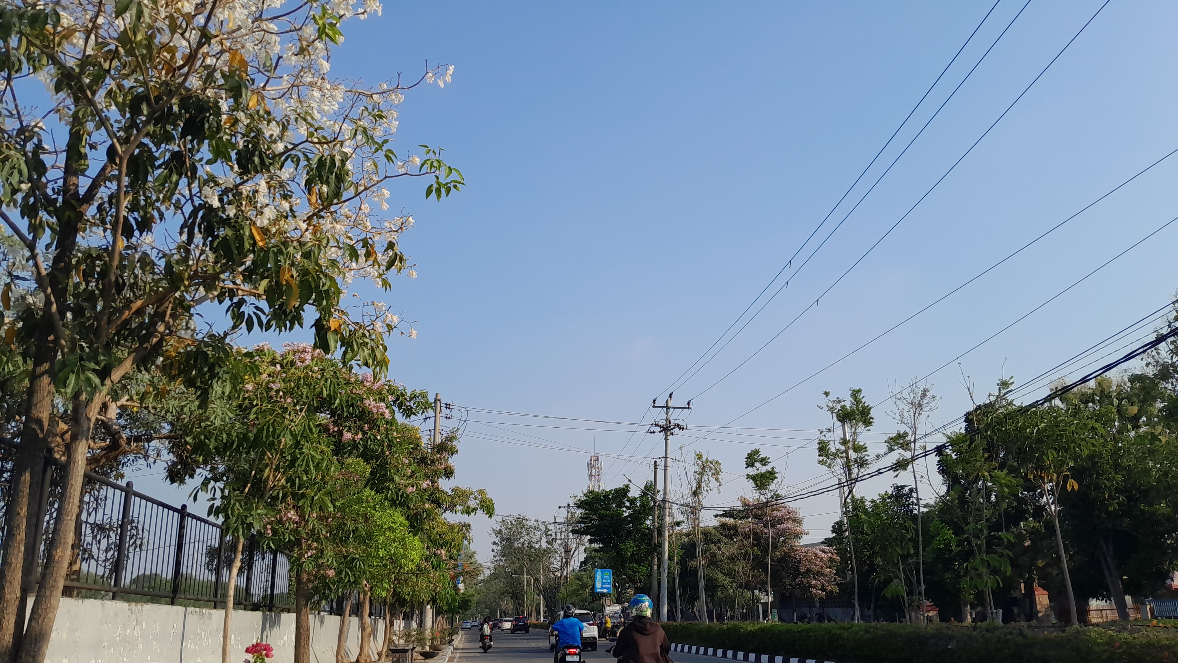 MULAI MEKAR : Pohon Tabebuya di Jalan Madukoro mulai bermekaran dan menambah esetika di Kota Semarang.