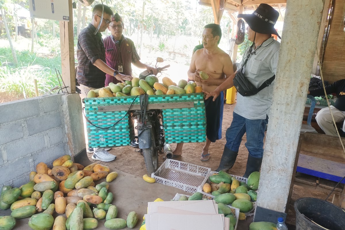 Camat Gunungpati bersama rombongan menjajal Pepaya Hawaii di kebun. FIGUR RONGGO WASSALIM/JAWA POS RADAR SEMARANG