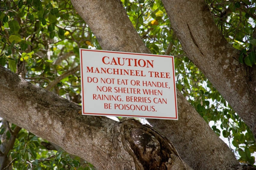 Peringatan di Pohon Berbahaya