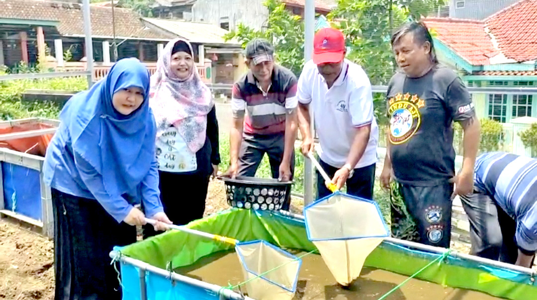 KETAHANAN PANGAN : Budidaya lele di kampung RW 10 Kelurahan Kembangarum.