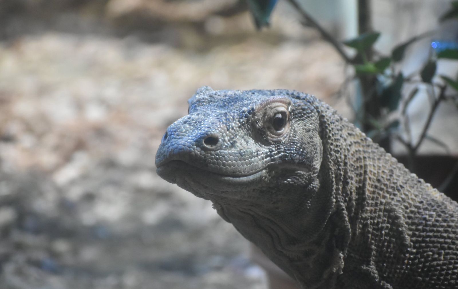 Potret Taro sang komodo di Kebun Binatang Highasiyama, Nagoya