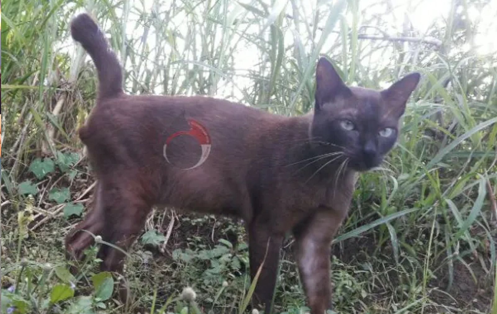 Potret Kucing Busok, Ras Kucing asli Indonesia yang berada di Pulau Madura