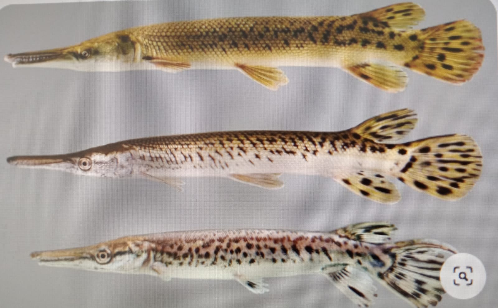 ikan aligator (tangkapan layar Pinterest)