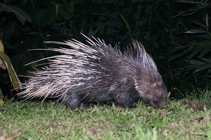 Landak Jawa (Hystrix javanica), salah satu satwa liar yang dilindungi undang-undang.