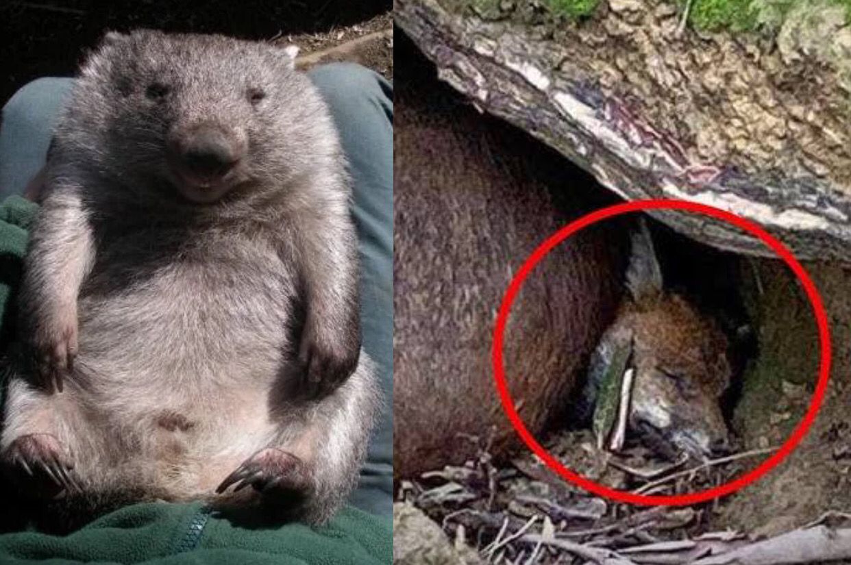 Wombat, Binatang Marsupial Lucu yang Bisa Membunuh Predator Dengan Pantat Mematikannya