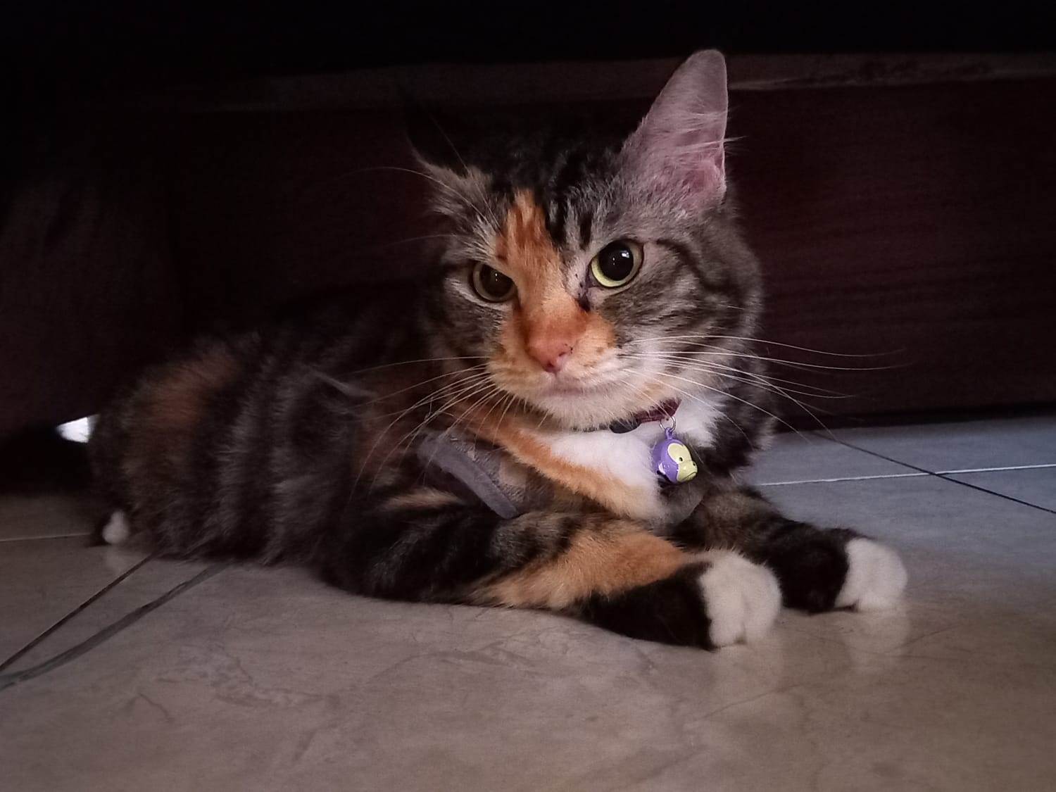 Ilustrasi Kucing