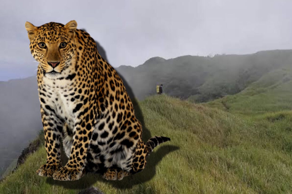 Ilustrasi Macan Tutul dan Gunung Ungaran