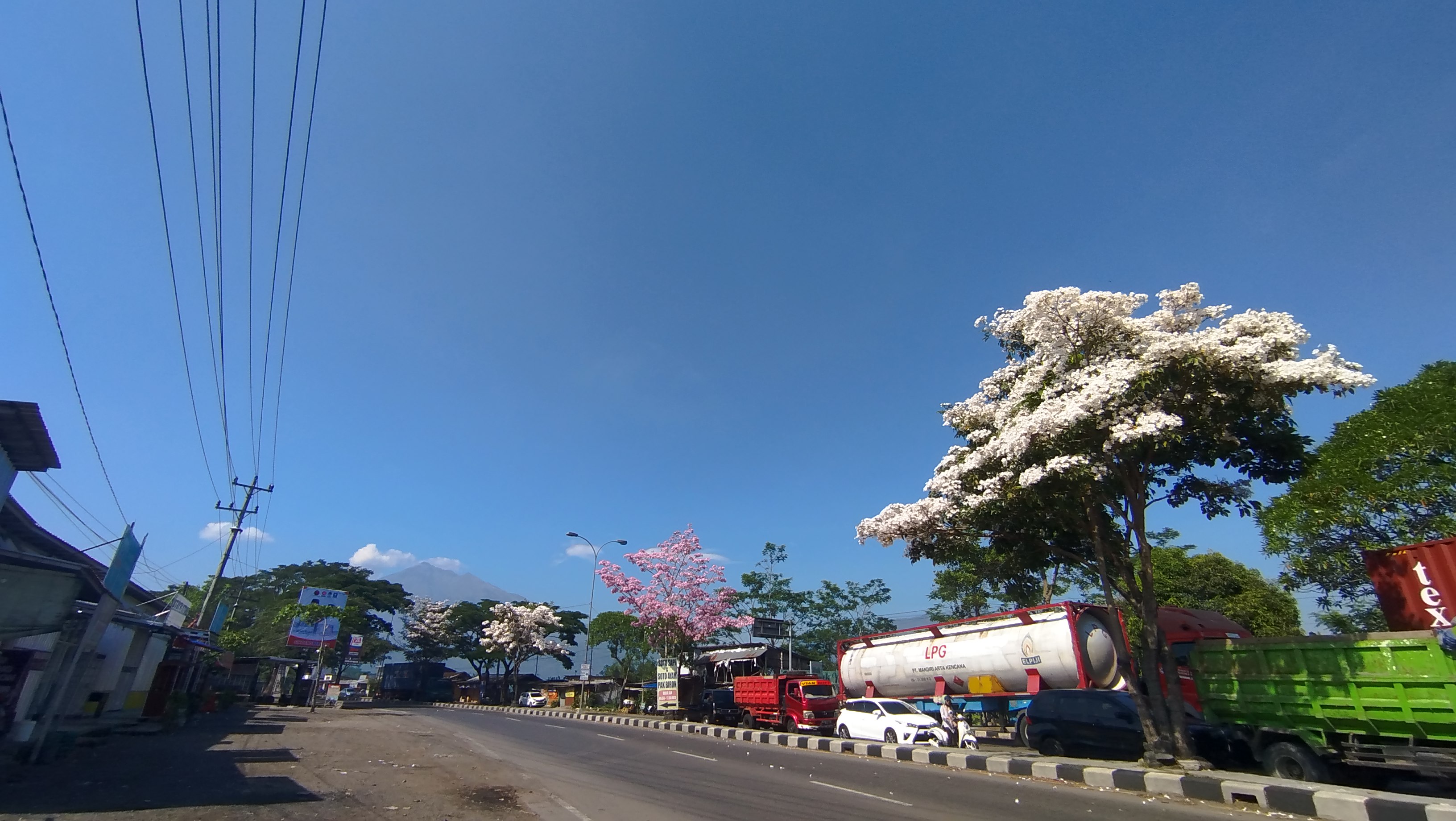 Pohon Tebebuya yang berada di Jalan Lingkar Salatiga
