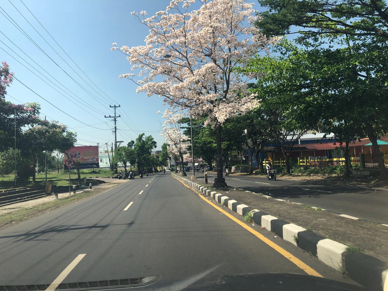 Tidak hanya di jalan Lingkar Salatiga (JLS), tabebuya juga terlihat indah di jalan Osamaliki, jendral Sudirman dan beberapa titik lainnya.