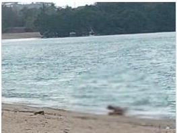 Potongan video yang memperlihatkan adegan tak senonoh yang dilakukan oleh dua sejoli WNA.