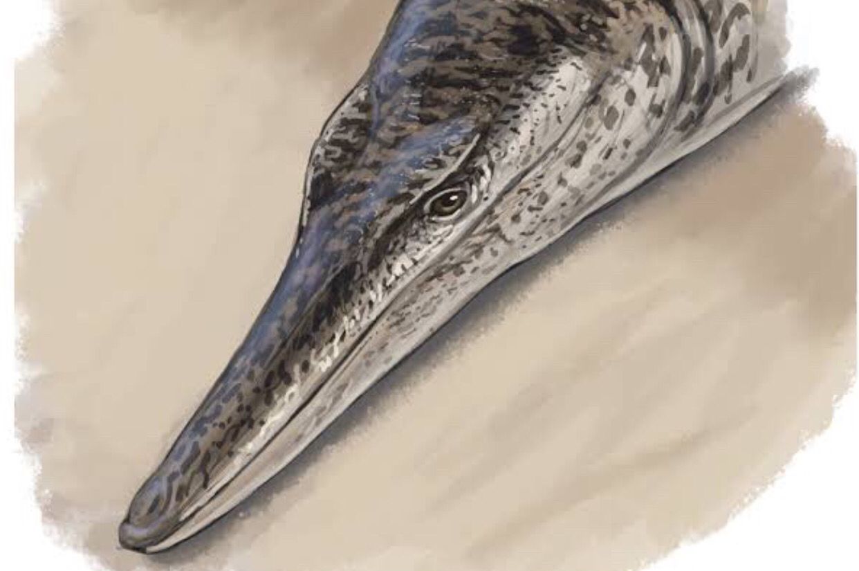 Ilustrasi Enaliotes, Buaya Laut Purba di Masa Jurrasic