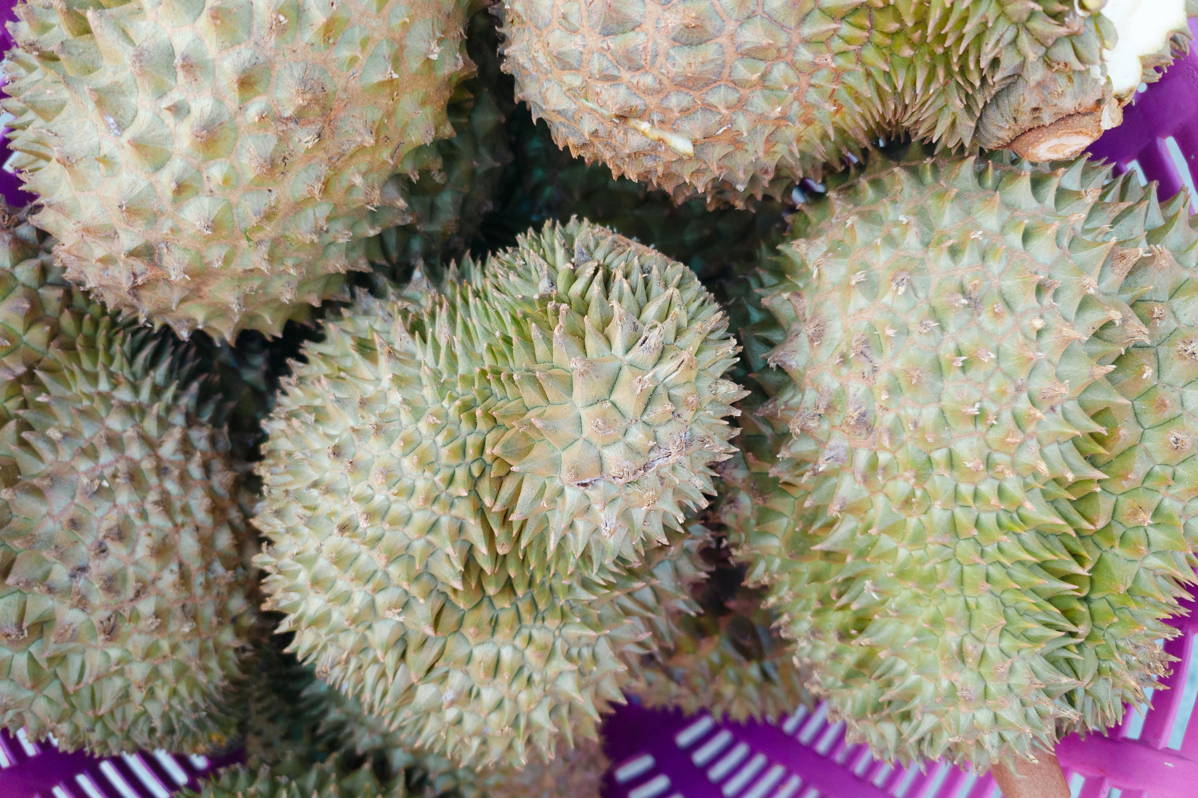Ilustrasi durian
